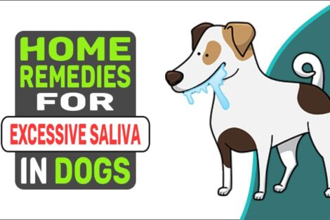 Home Remedies For Excessive Saliva In Dogs