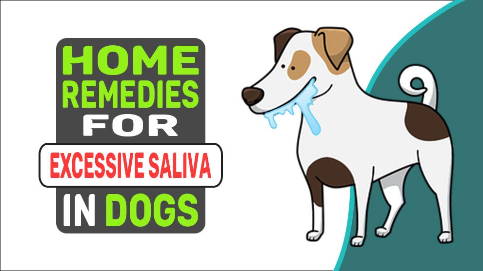 Home Remedies For Excessive Saliva In Dogs