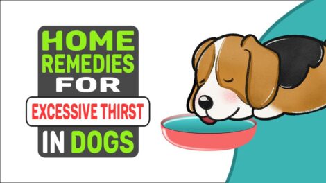 gabapentin dogs excessive thirst