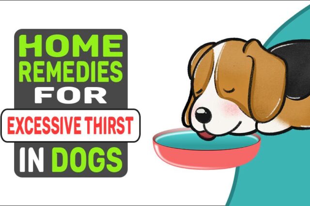 Home Remedies For Excessive Thirst In Dogs