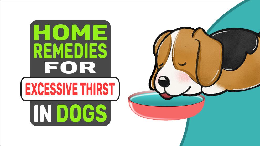 Home Remedies For Excessive Thirst In Dogs