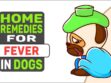 Home Remedies For Fever In Dogs