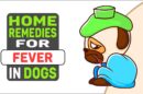 Home Remedies For Fever In Dogs