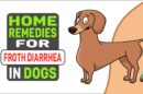 Home Remedies For Froth Diarrhea In Dogs