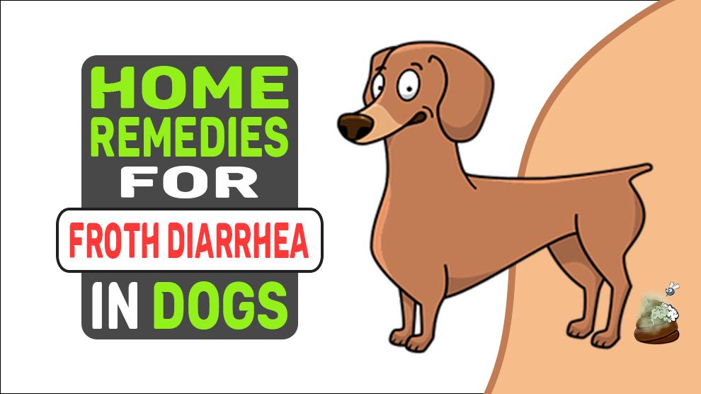 Home Remedies For Froth Diarrhea In Dogs