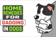 Home Remedies For Gagging In Dogs
