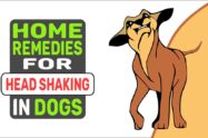 Home Remedies For Head Shaking In Dogs