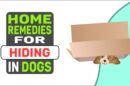 Home Remedies For Hiding In Dogs