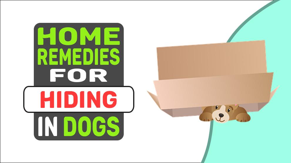 Home Remedies For Hiding In Dogs