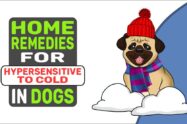 Home Remedies For Hypersensitive To Cold In Dogs