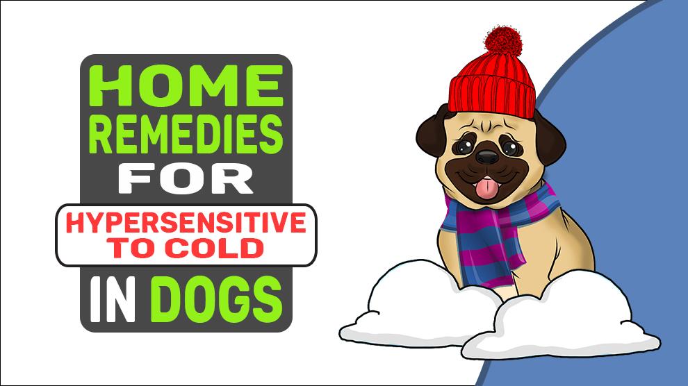 Home Remedies For Hypersensitive To Cold In Dogs