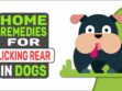 Home Remedies For Licking Rear In Dogs