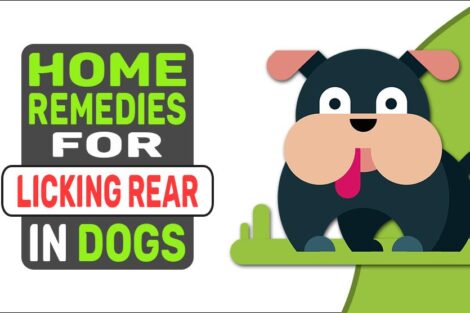 Home Remedies For Licking Rear In Dogs