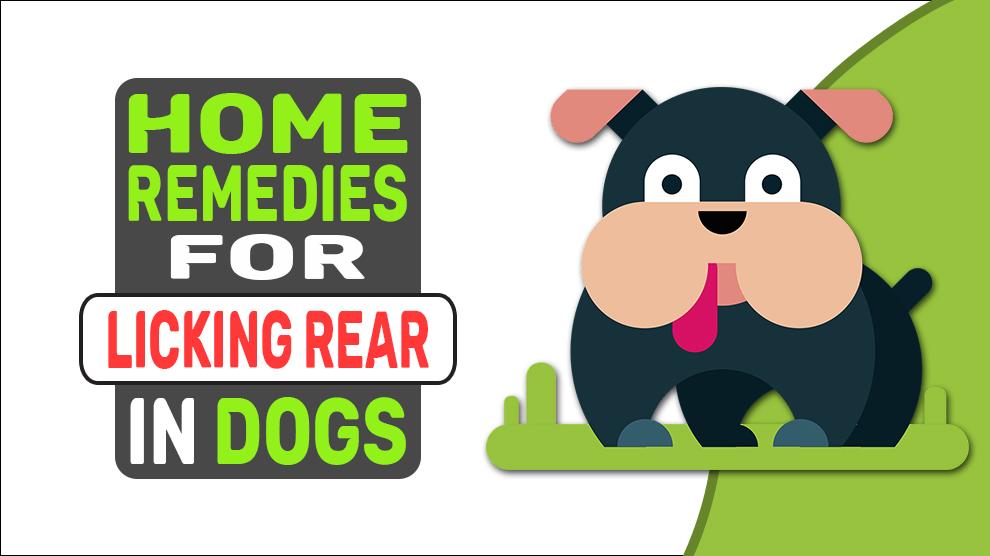 Home Remedies For Licking Rear In Dogs