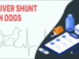 Liver Shunt In Dogs