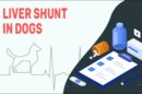 Liver Shunt In Dogs