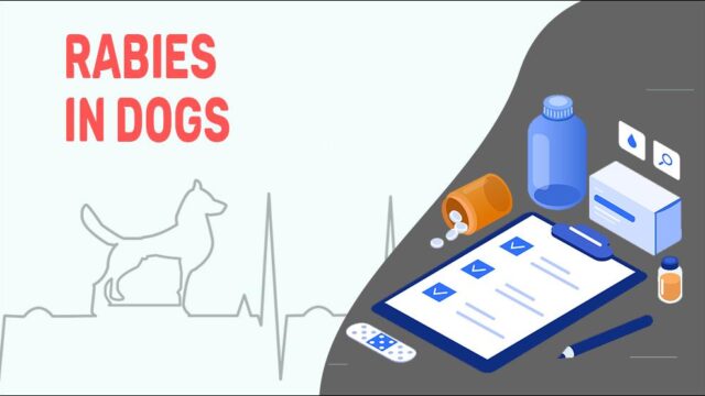 Rabies In Dogs: Symptoms & Causes - Petmoo