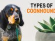 Types Of Coonhound