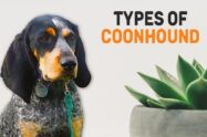 Types Of Coonhound