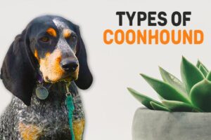 Types Of Coonhound