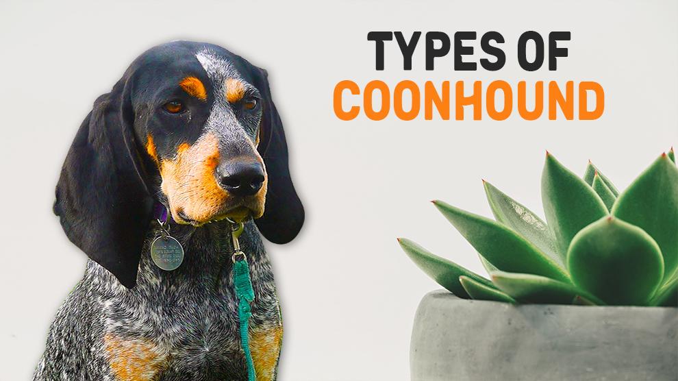 Types Of Coonhound