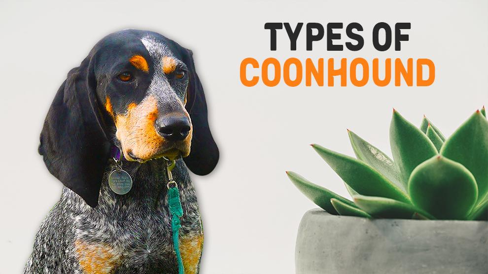 Types Of Coonhound