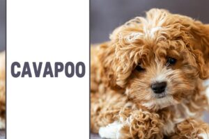 Cavapoo