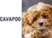 Cavapoo