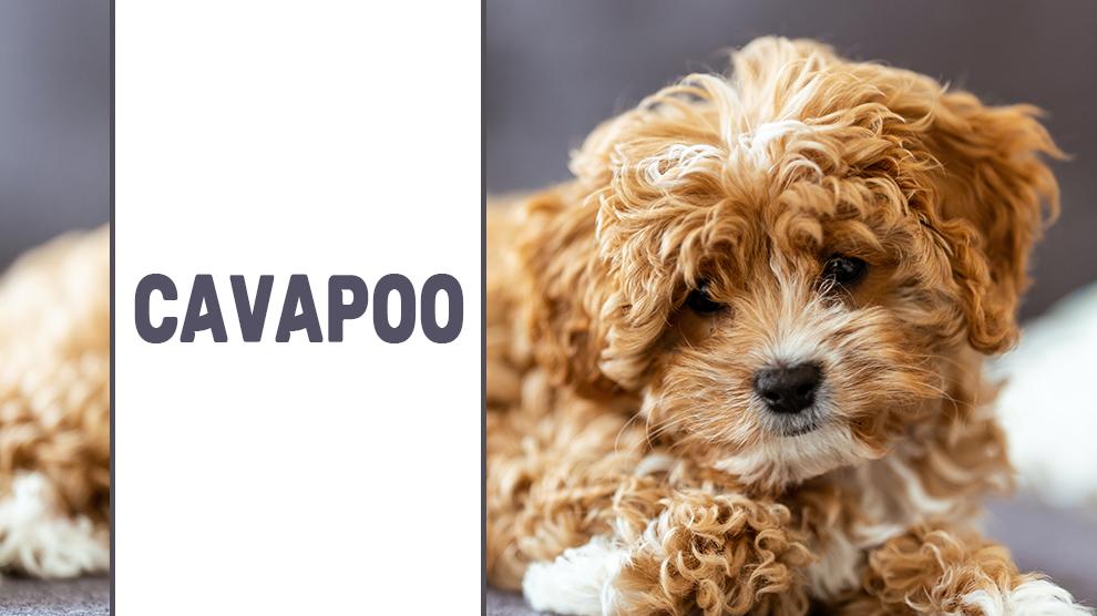 Cavapoo