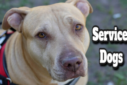 Service Dogs Facts