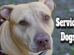 Service Dogs Facts
