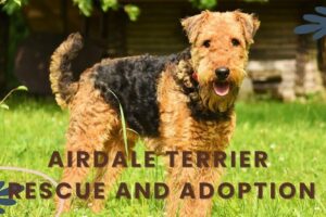 Airedale Terrier Rescue