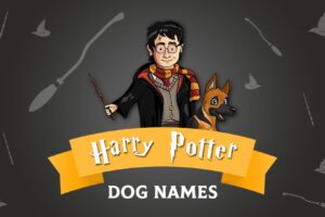 Harry Potter Dog Names