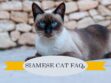 Siamese Cat FAQs