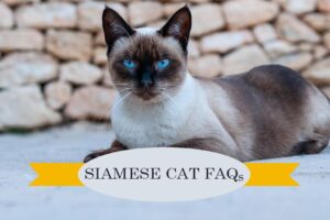 Siamese Cat FAQs