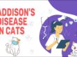 Addison's Disease In Cat