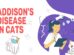Addison's Disease In Cat