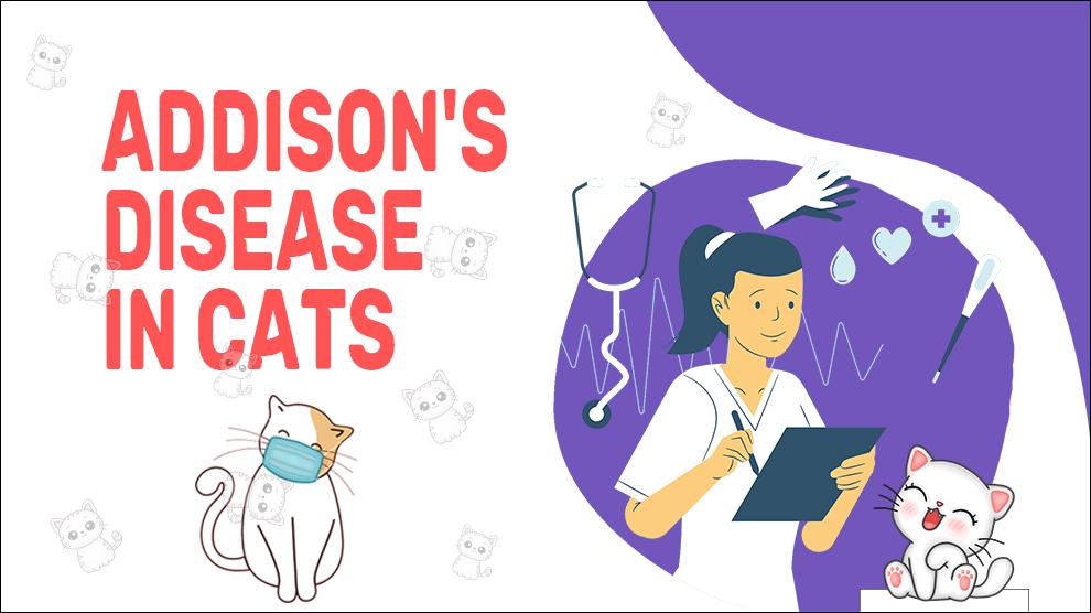 Addison's Disease In Cat