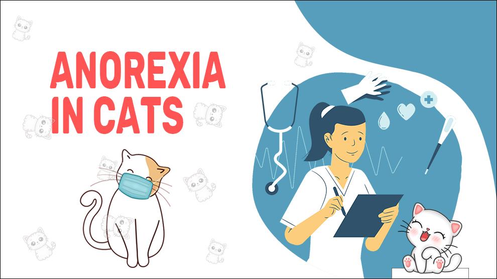 Anorexia In Cats