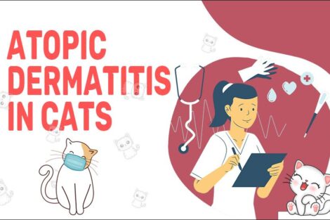 Atopic Dermatitis In Cats