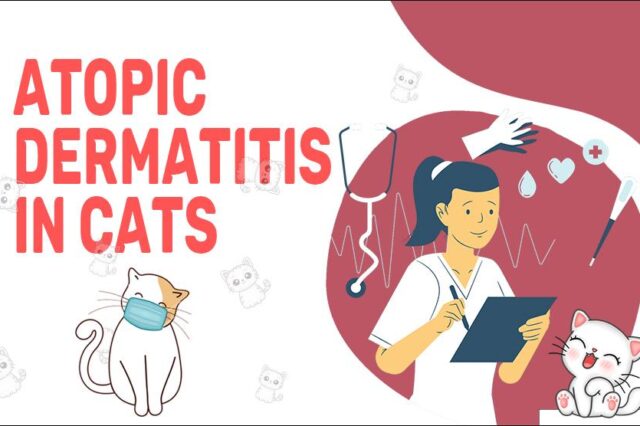 Atopic Dermatitis In Cats
