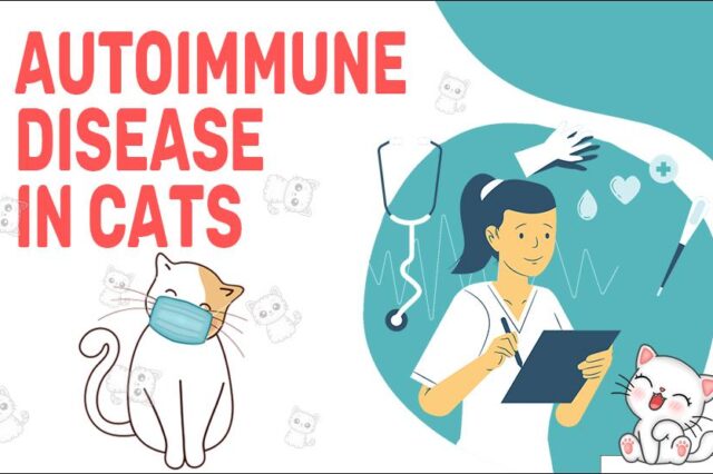 Autoimmue Disease In Cats
