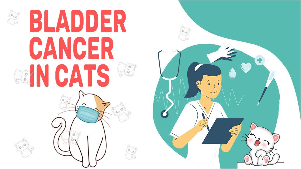 Bladder Cancer In Cats