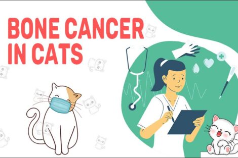 Bone Cancer in Cats