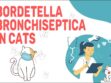Bordetella Bronchiseptica In Cats