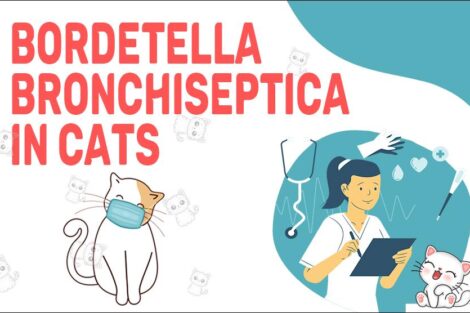 Bordetella Bronchiseptica In Cats