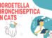 Bordetella Bronchiseptica In Cats