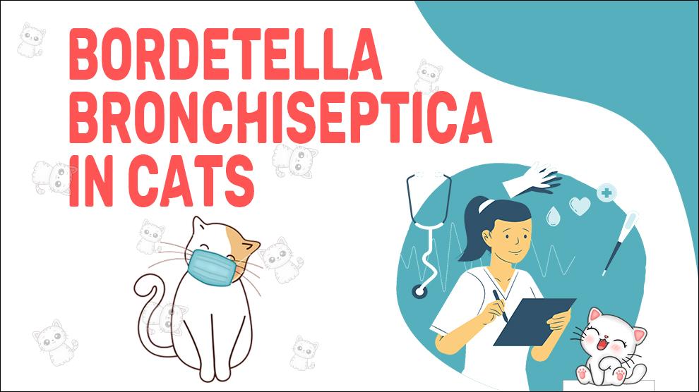 Bordetella Bronchiseptica In Cats