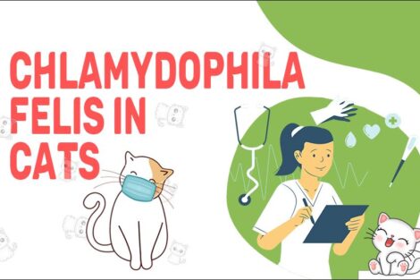 Chlamydophila Felis In Cats