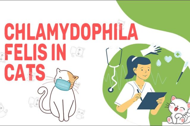 Chlamydophila Felis In Cats